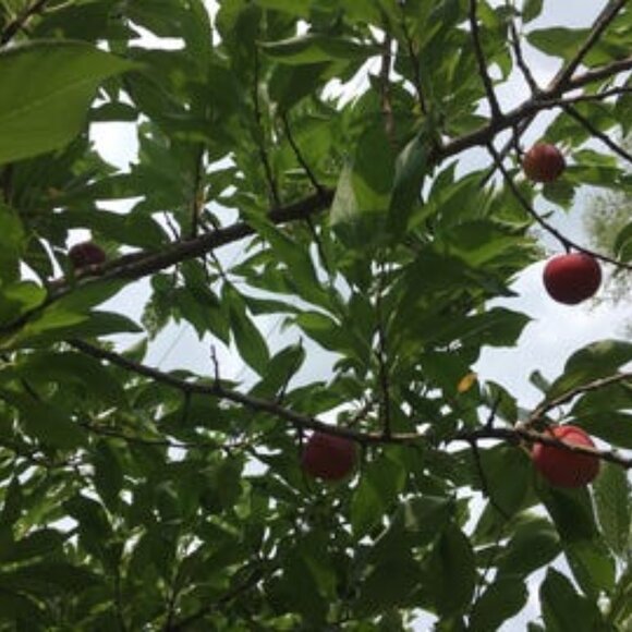 Recipe that works for homemade plum sorbet - Picture 1 of 5